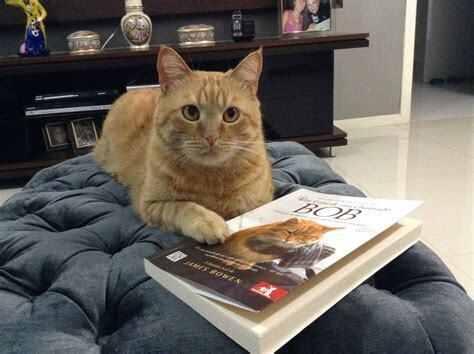 От бездомного до суперзвезды: как кот Боб изменил жизнь человека»