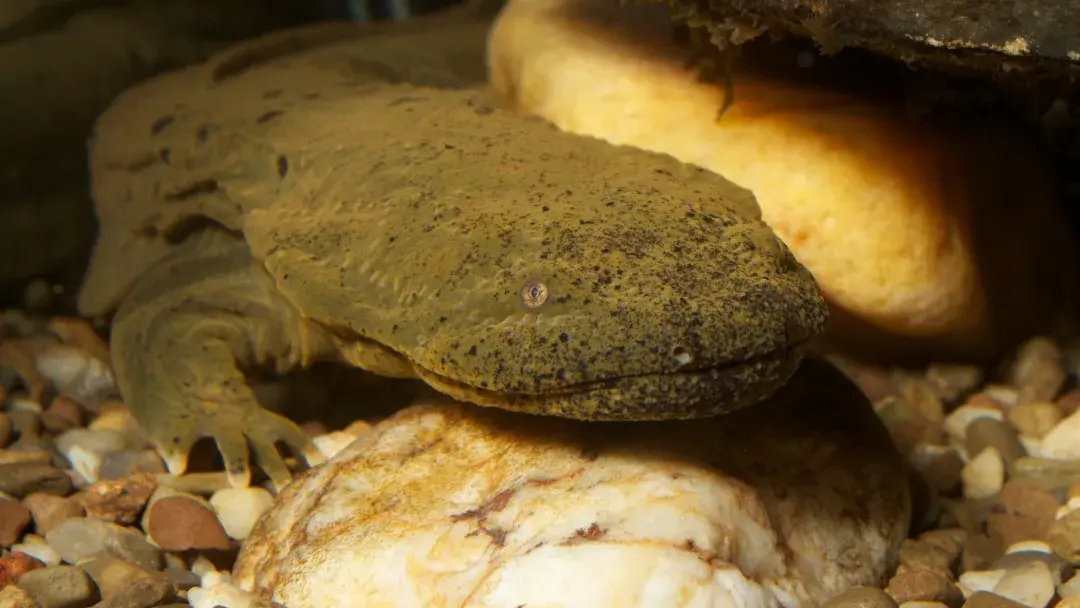 Как ученые спасают самую большую саламандру в Северной Америке