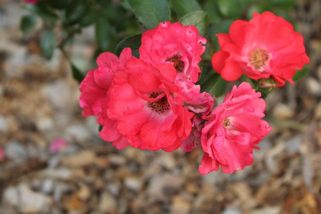 Можно ли выращивать розы в помещении.