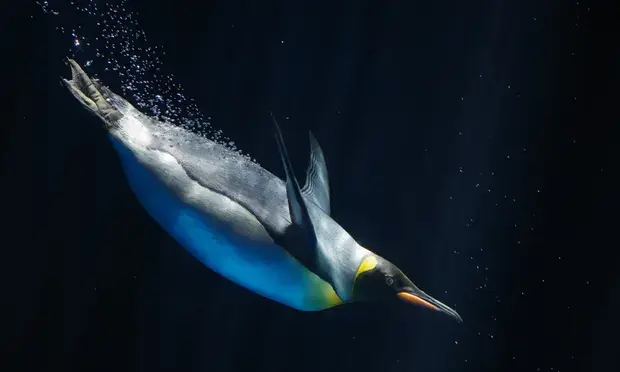 Обзор книги Стивена Мосса «Десять птиц, которые изменили мир»