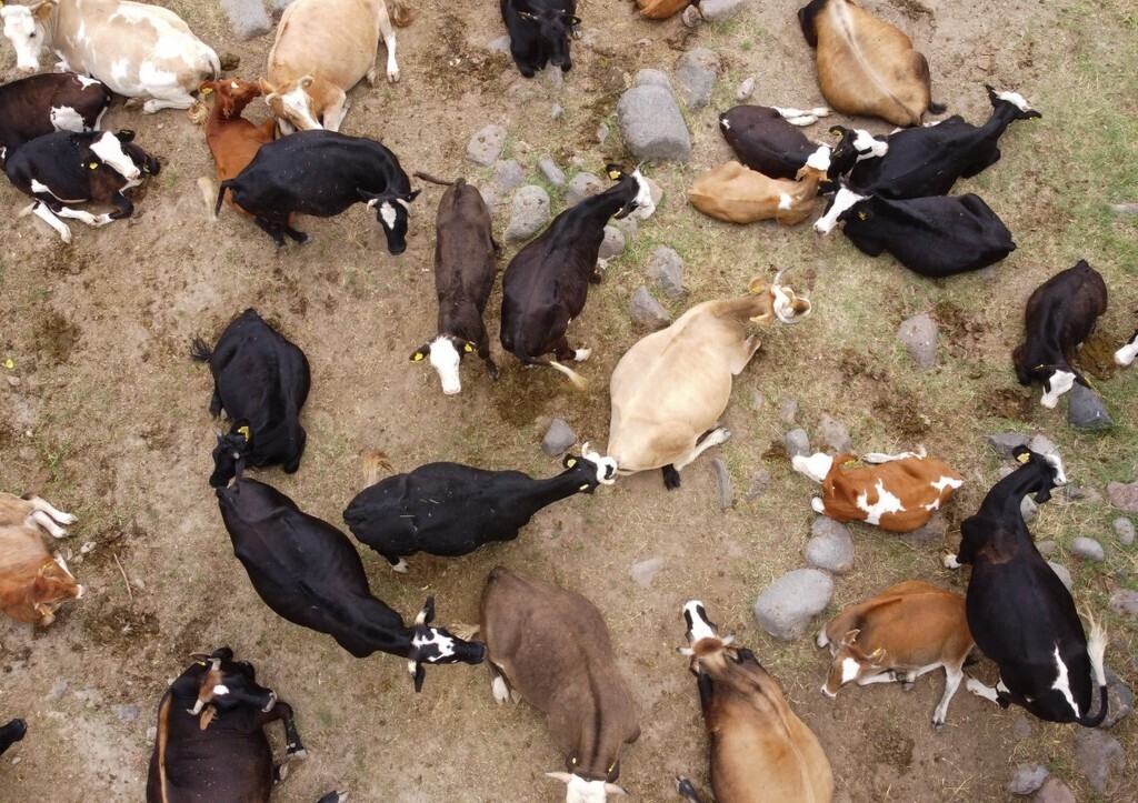 Турция:"Зафиксировали случаи заболевания вирусом ящура"