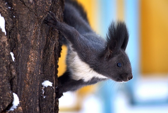 Черно-белая белка