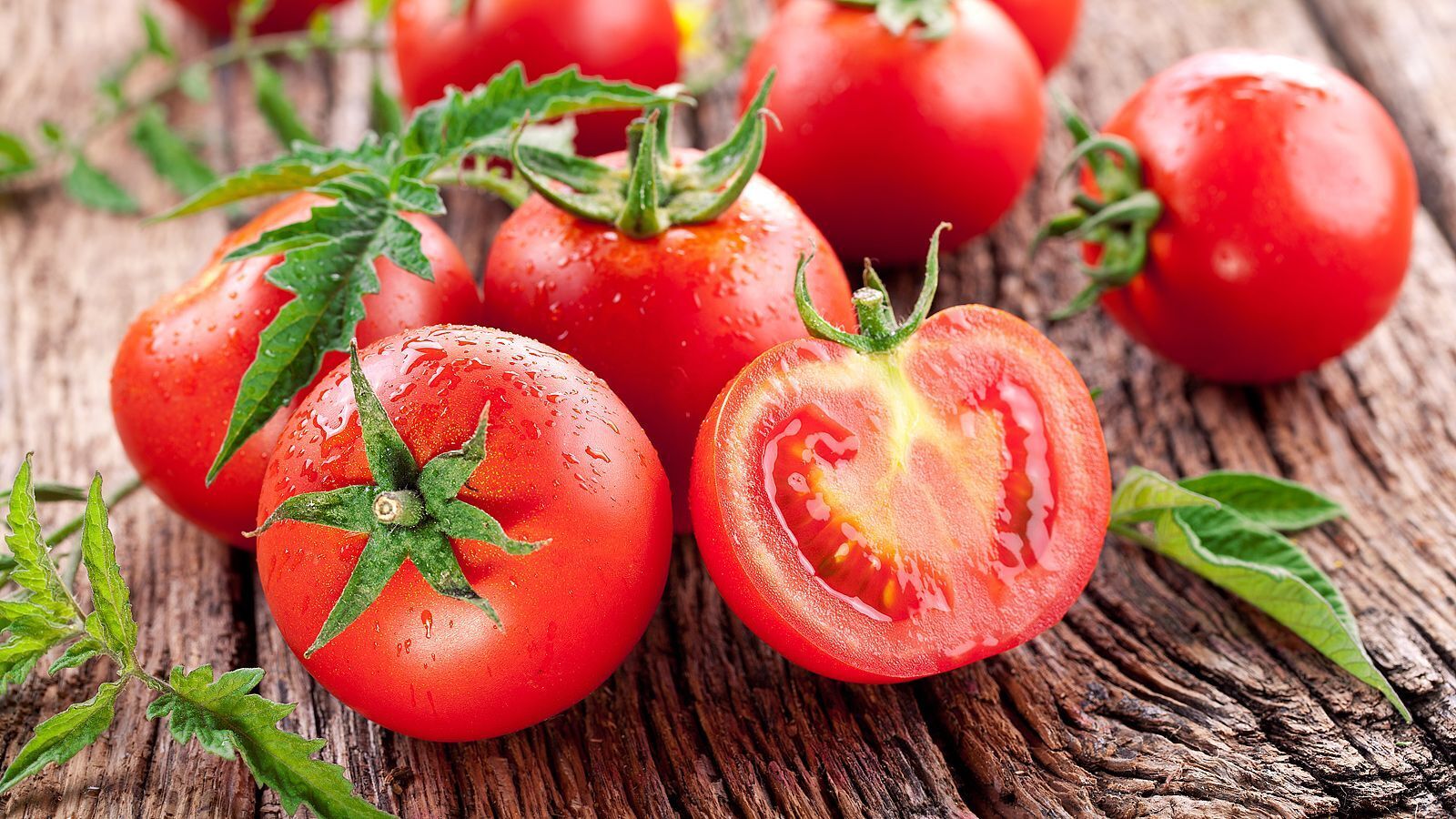 История появления помидоров в России, выращивание помидоров в теплице.