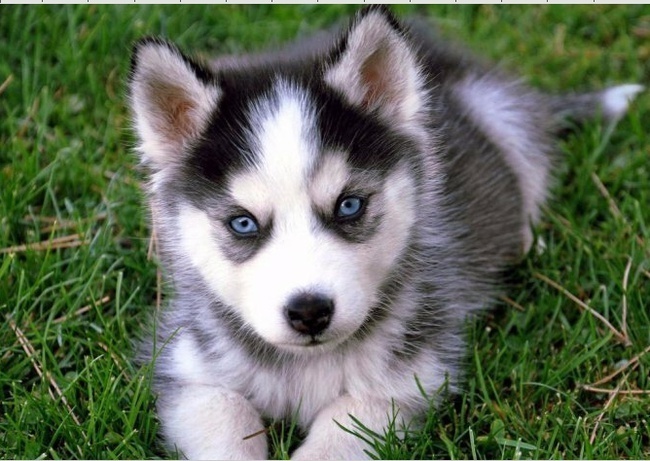 Сибирь - опорный край России