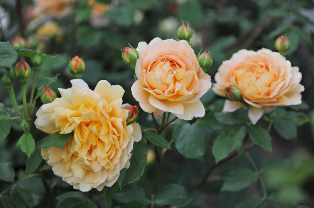 Можно ли выращивать розы в помещении.