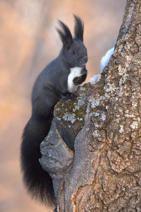 Черно-белая белка