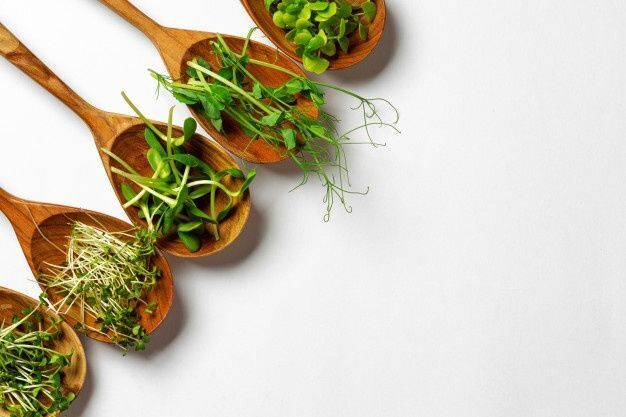 ПРОРАЩИВАНИЕ МИКРОЗЕЛЕНИ В ДОМАШНИХ УСОВИЯХ - это отличный способ круглый год наслаждаться свежей, питательной зеленью.