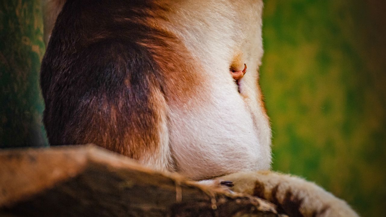 Этот зоопарк дает надежду исчезающим видам