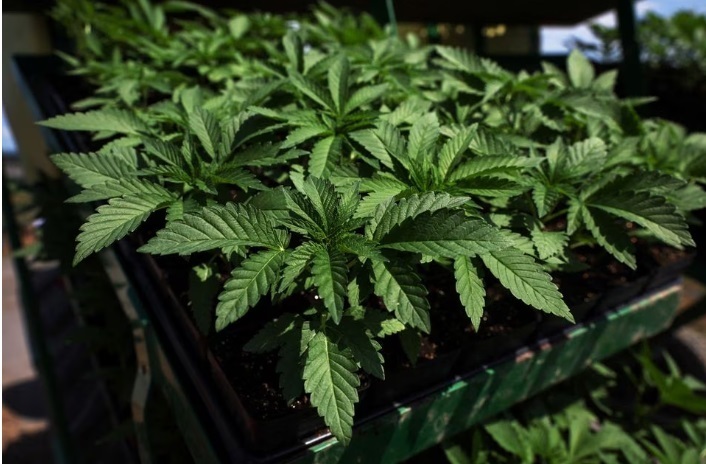 Мера по легализации рекреационной марихуаны в Оклахоме потерпела поражение