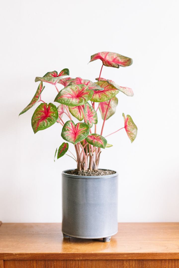 Самые опасные комнатные растения