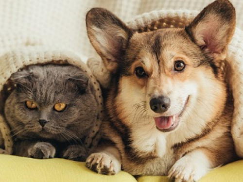 Застройщикам запретят сдавать объекты без площадок для собак