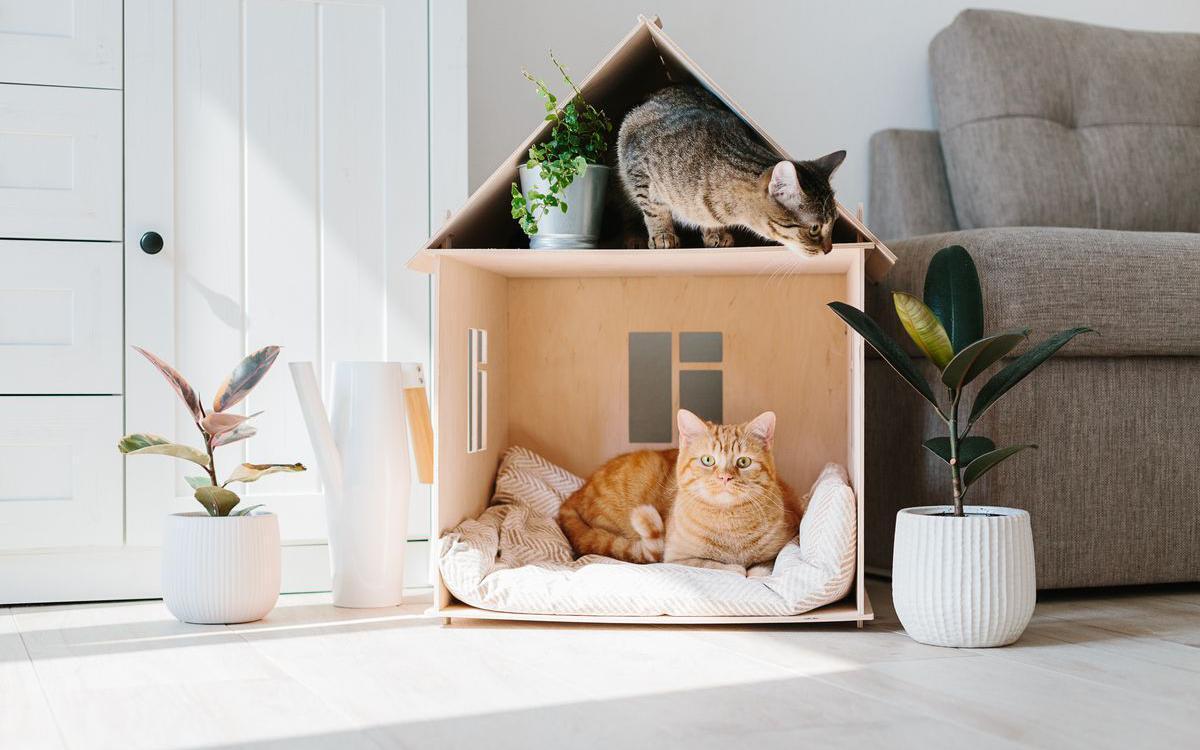 10 Способов обезопасить кошек, живущих на улице