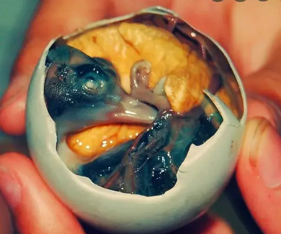 Топ-10 самых отвратительных блюд со всего мира