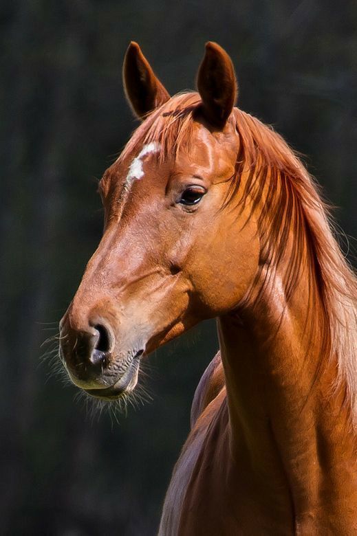 Почему у многих животных глаза расположены по бокам головы, а не на лицевой стороне, как у людей?