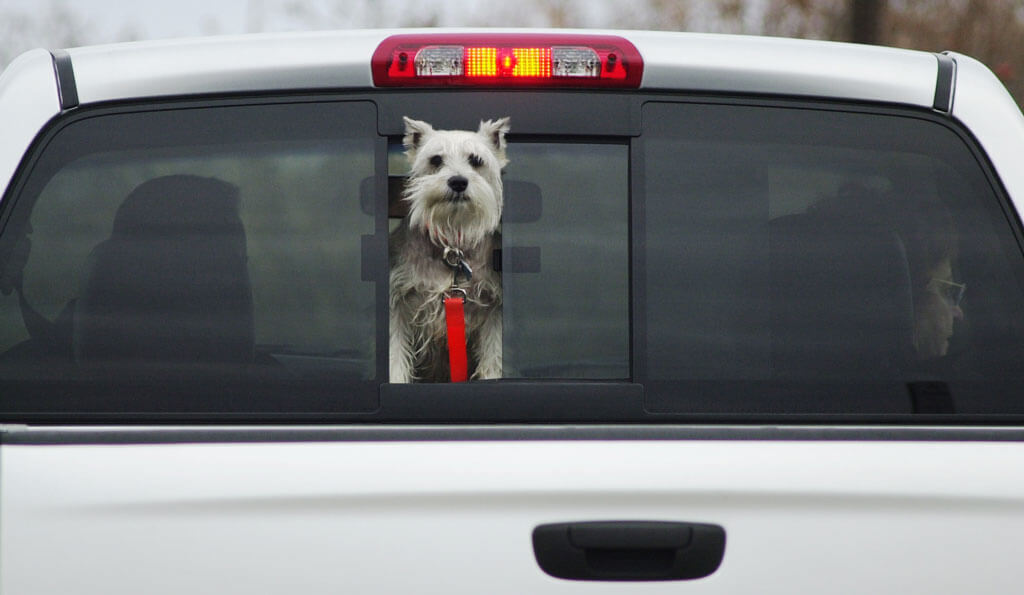 Почему эти породы собак лучше всего подходят для пожилых людей