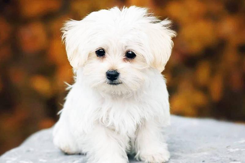 Почему эти породы собак лучше всего подходят для пожилых людей