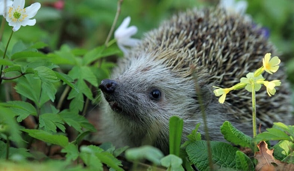 Как 16-летний еж по имени Торвальд вошел в историю: Выводы о продолжительности жизни ежей и угрозах их выживанию