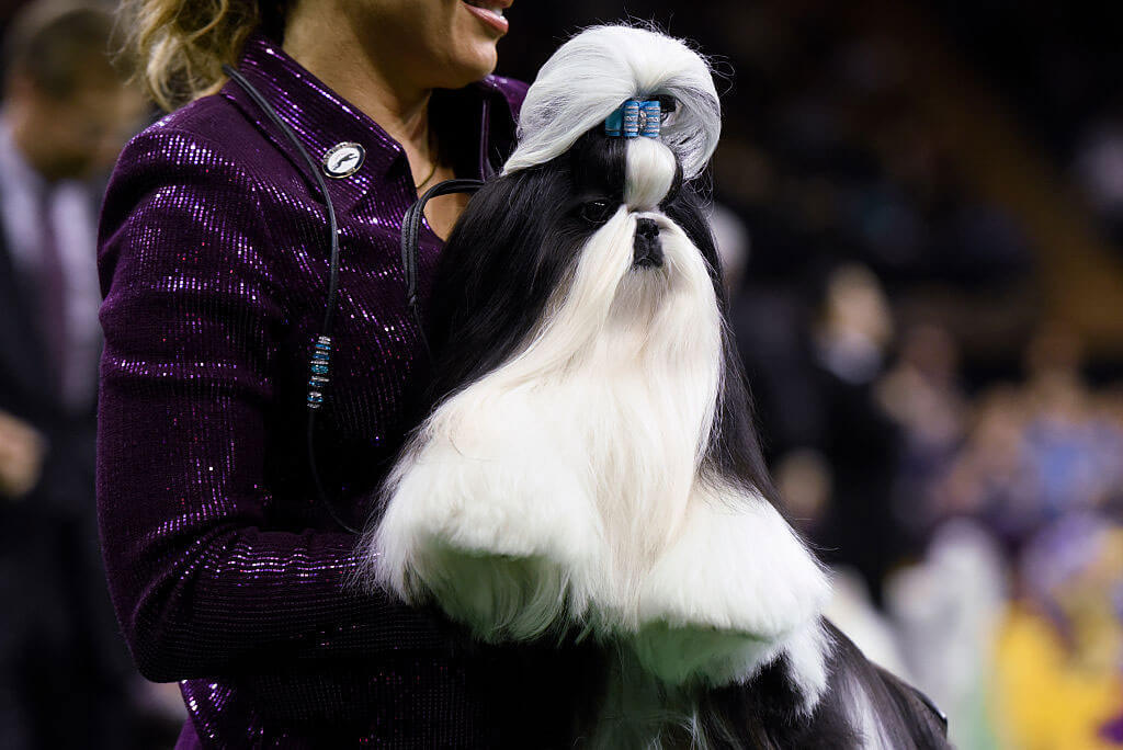 Почему эти породы собак лучше всего подходят для пожилых людей