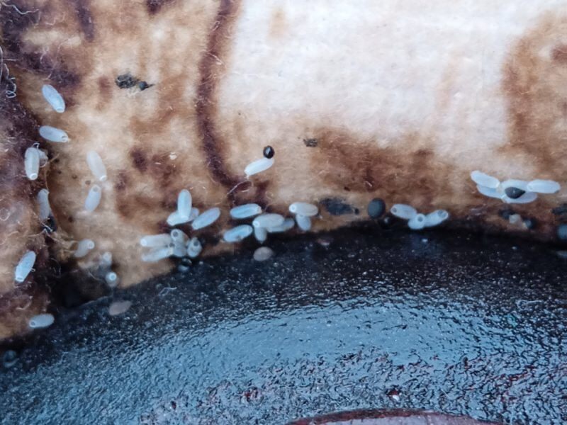 Царское наследие: клопы времен Екатерины мои соседи