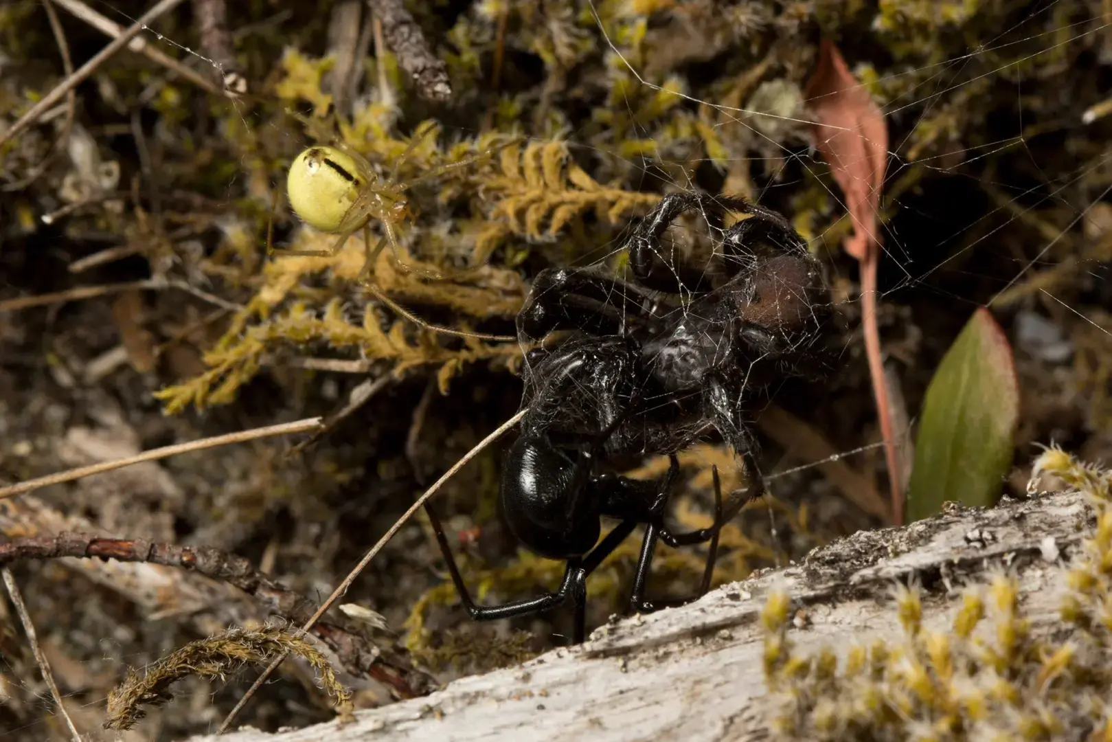 Восьминогие убийцы из полосатых конфет крадутся до восхода солнца