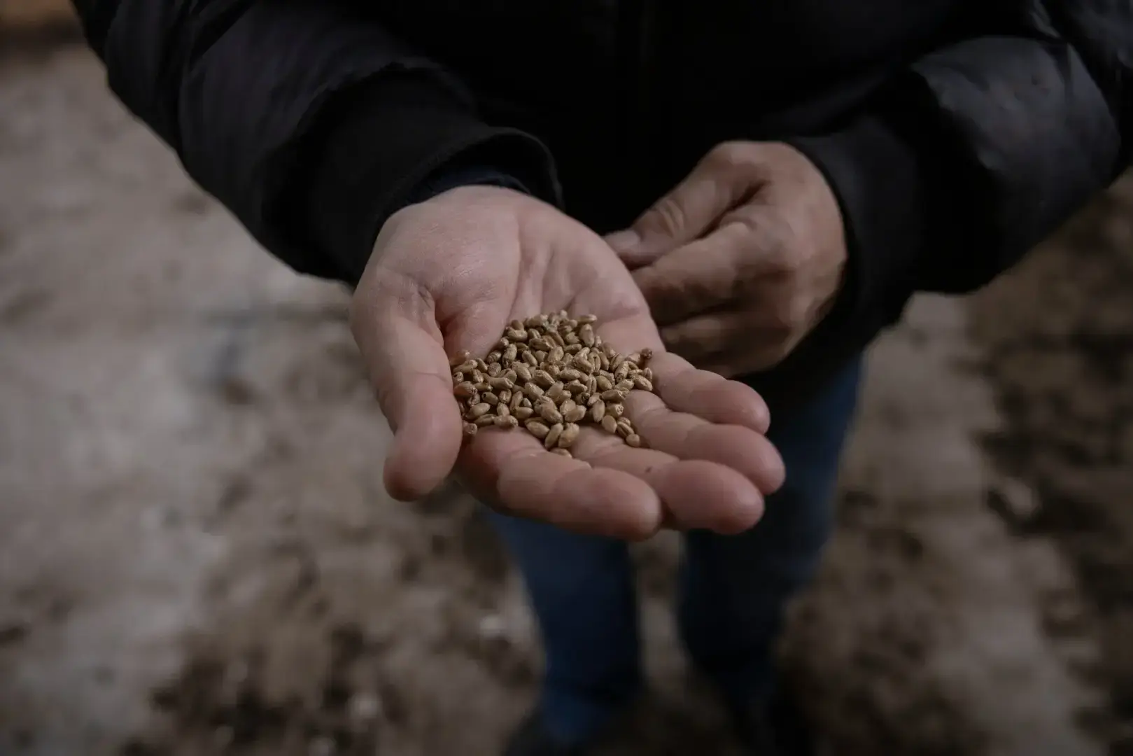 На полях, засеянных бомбами, украинские фермеры рискуют собрать смертельный урожай