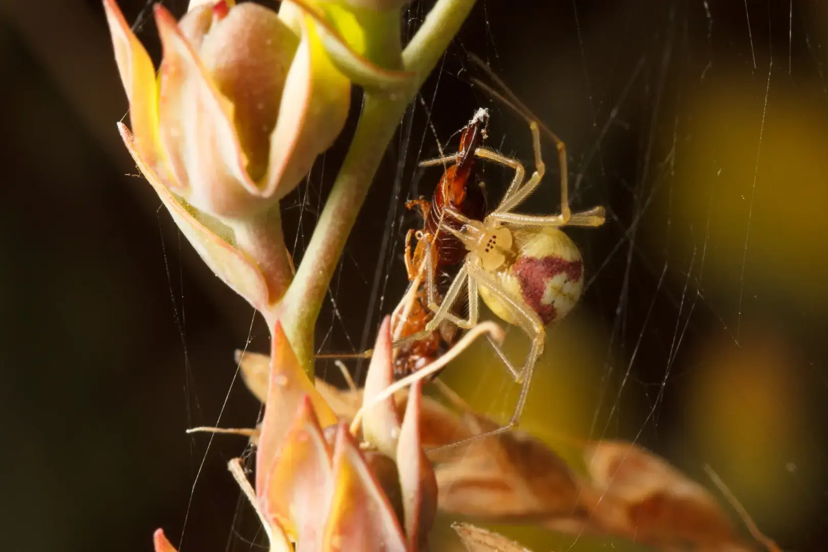 Восьминогие убийцы из полосатых конфет крадутся до восхода солнца