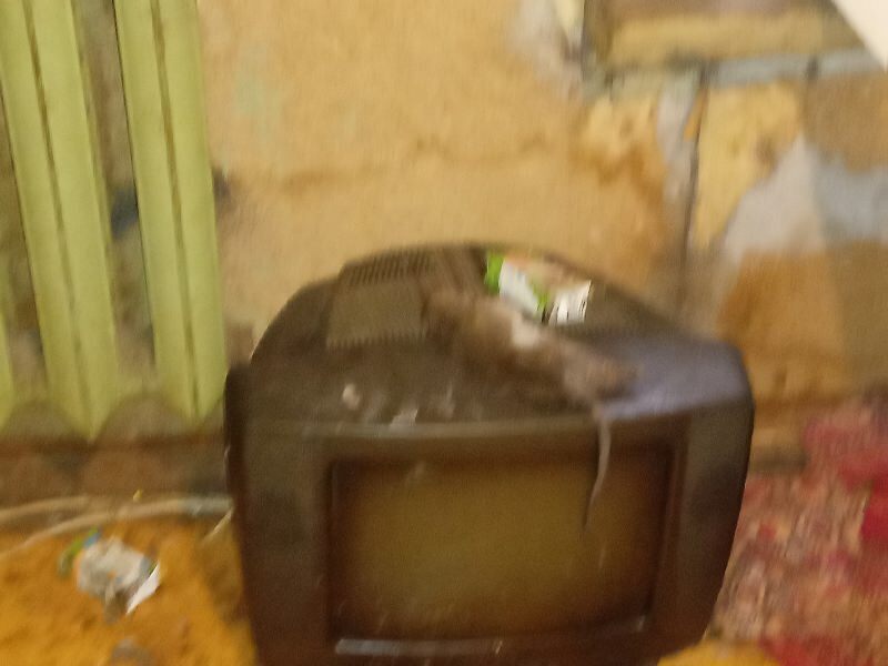 Царское наследие: клопы времен Екатерины мои соседи