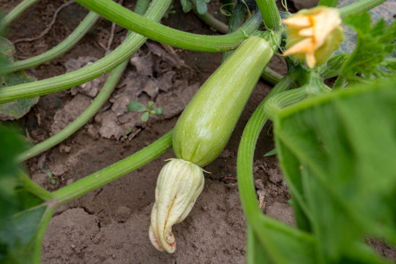 Когда и как сажать кабачки