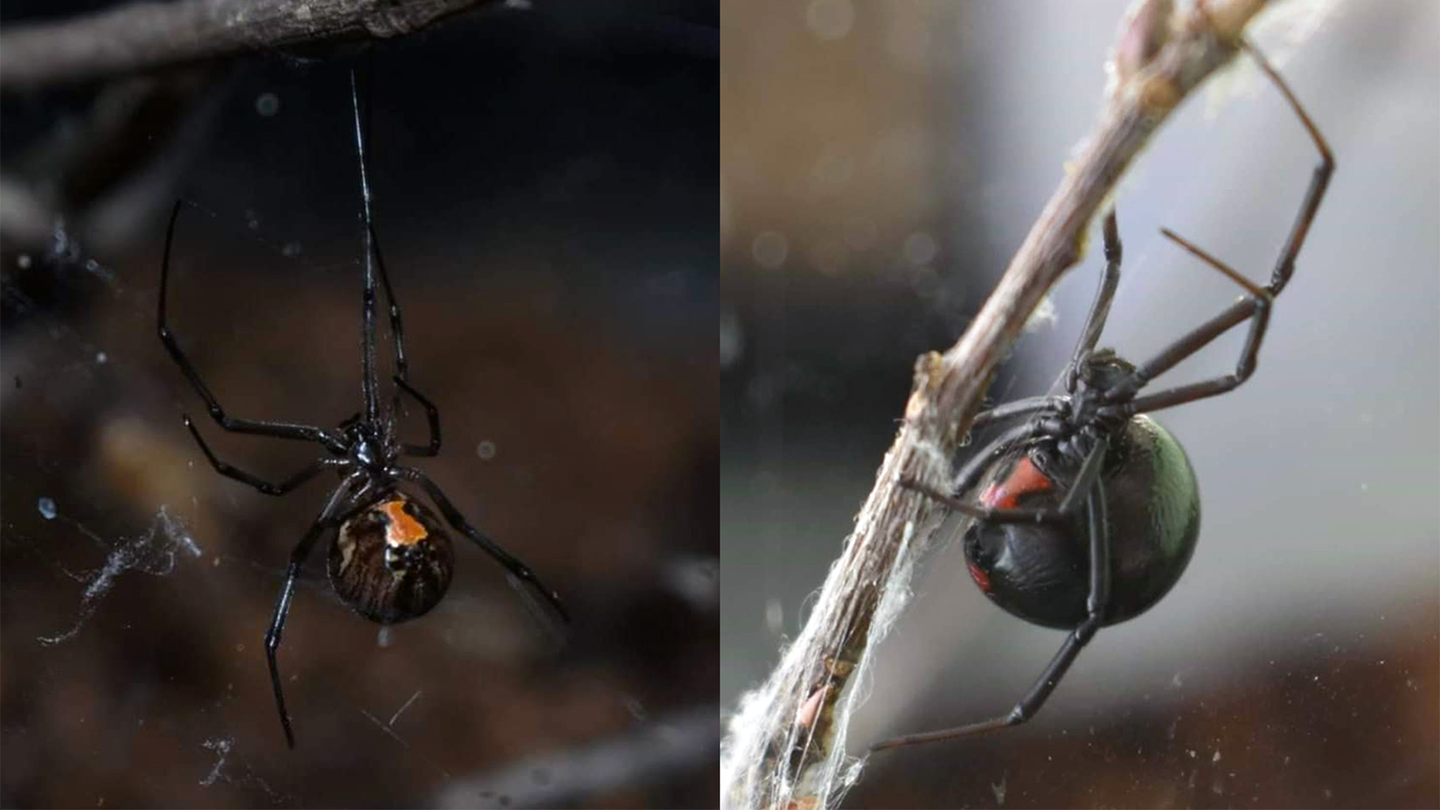 картинки черной вдовы паука