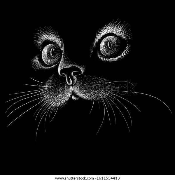 Как ладят кошка и другие члены семьи