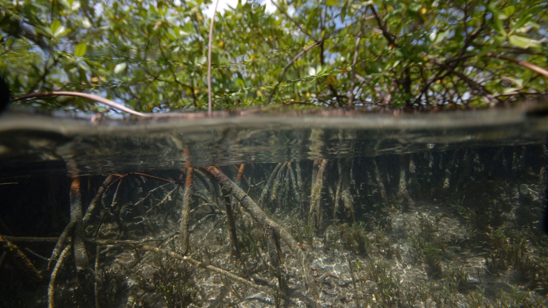 «Эверест бактерий», видимый невооруженным глазом, обнаружен в карибских мангровых болотах