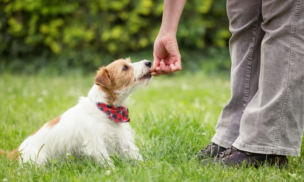 Как избавиться от ленточных червей у собак.