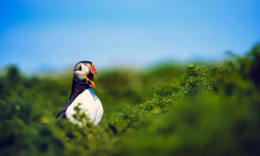 Тупики, Фарнские острова, Нортумберленд