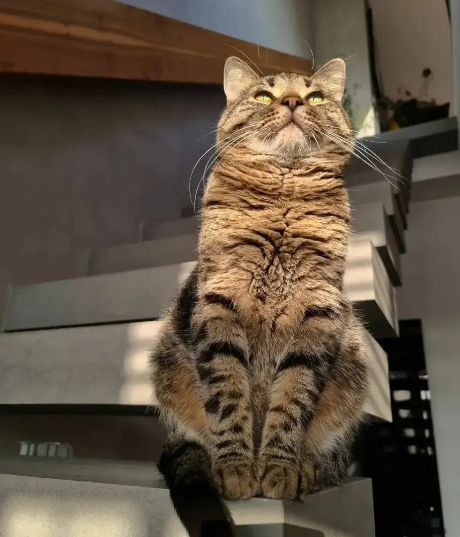 Алкашка! Надо спасать! Глава № 1 дневника кота Казимира.