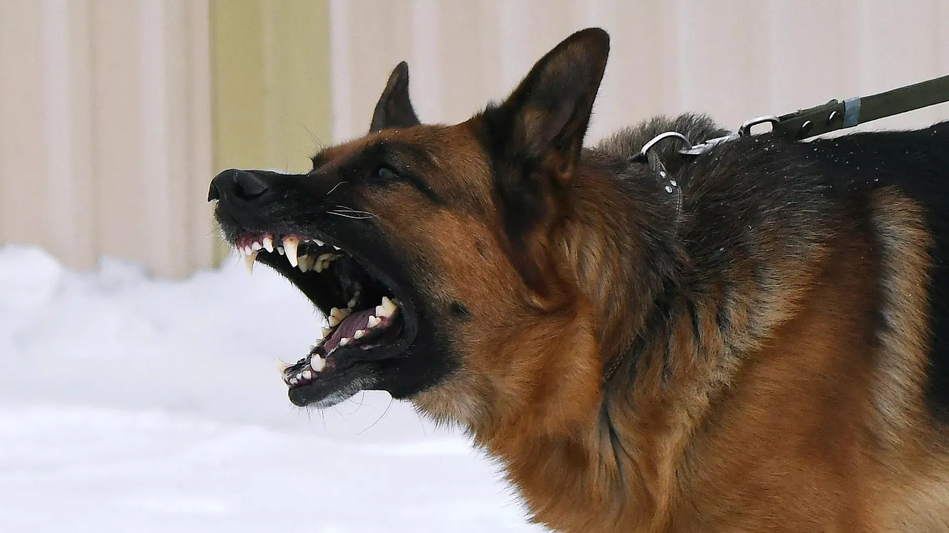 СПЧ предложил правительству ввести учет всех собак в России