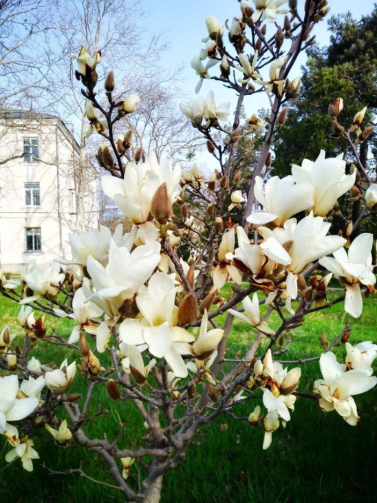 Первые цветы