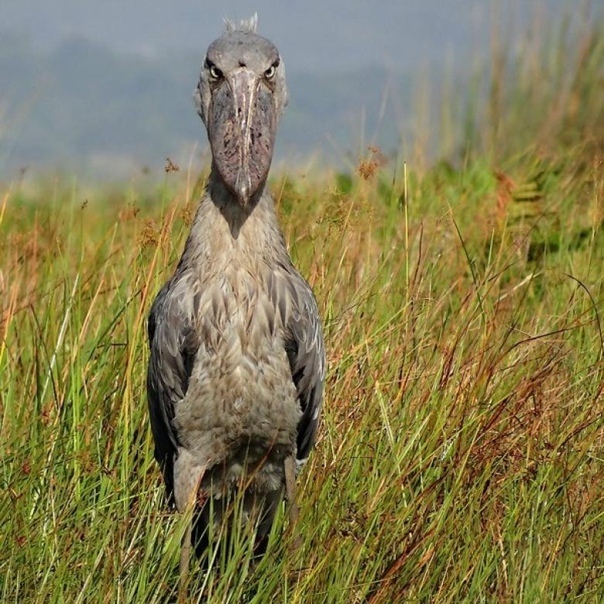 Птица Китоглав - самая крупная и необычная птица в мире!