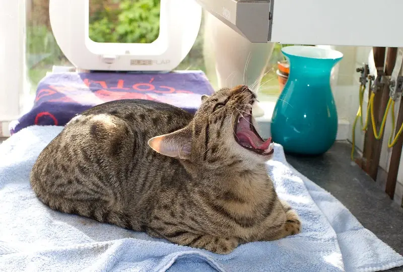 Как проверить рот кошки на предмет здоровья полости рта и зачем