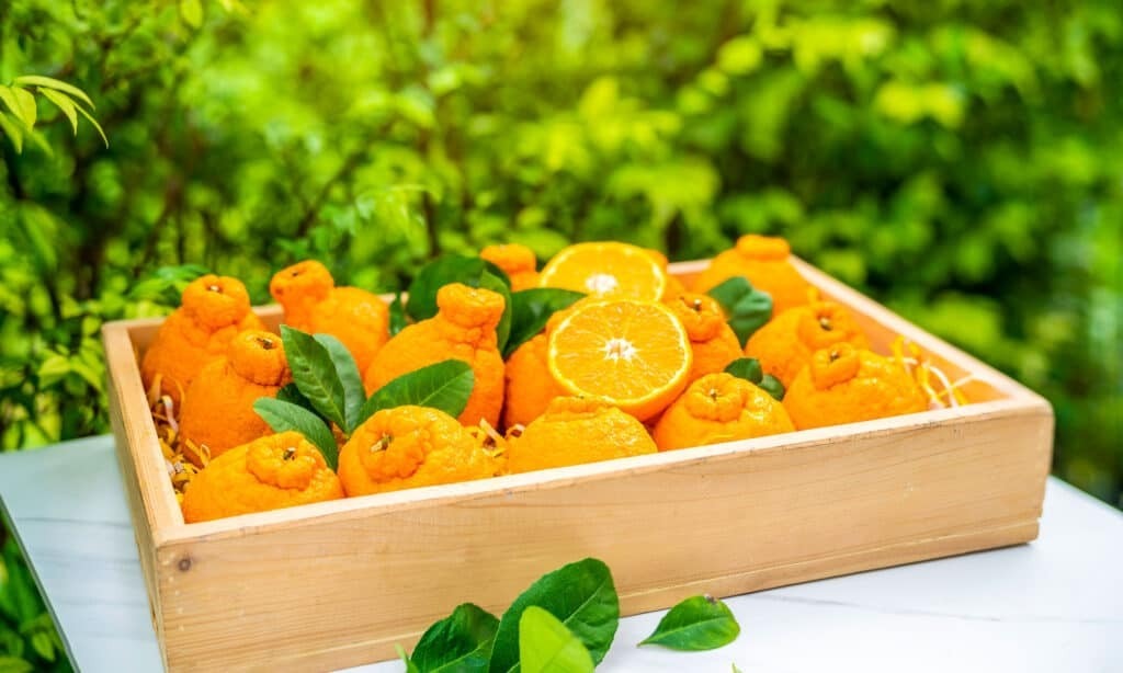 Запахи, которые кошки категорически ненавидят.