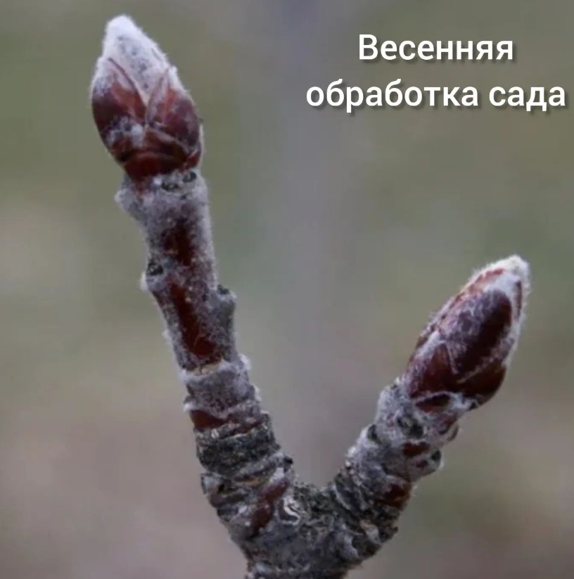 Обработка сада весной