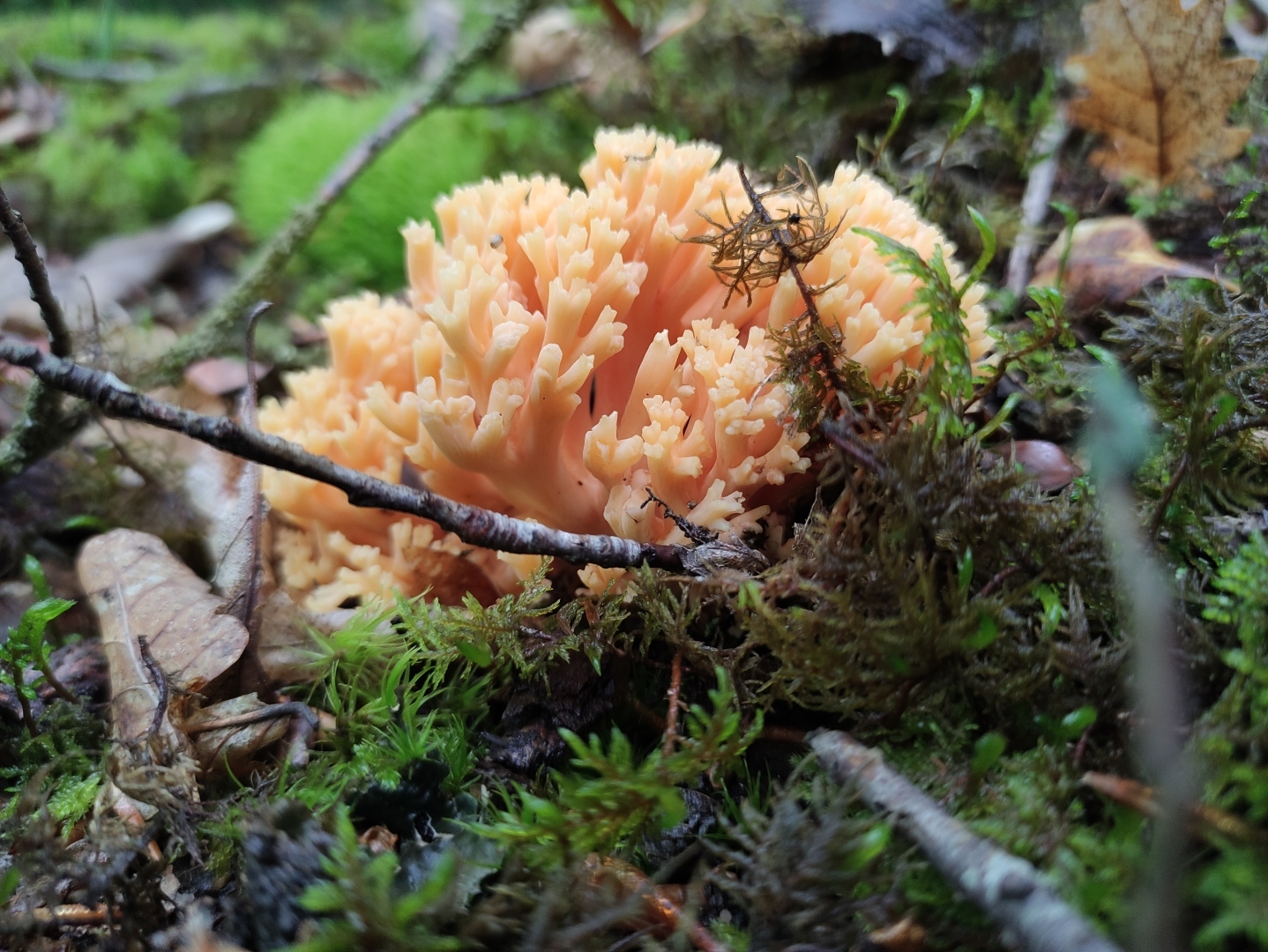 Профессиональные снимки на обычный смартфон за 20 тысяч рублей - реально?