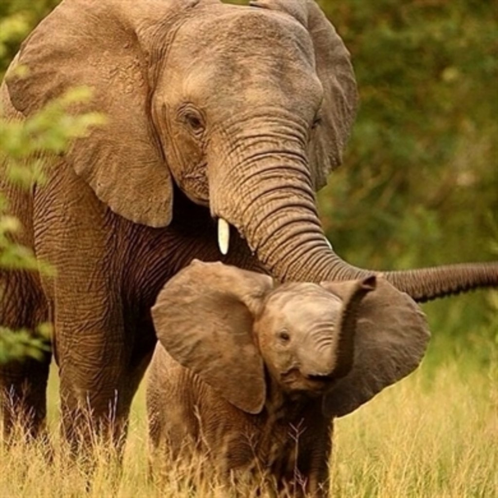 Какие животные. Интеллект: какие виды животных самые умные и почему?