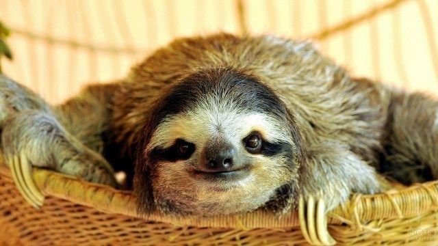 6 интересных фактов о животных, №2