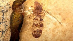 Ископаемые останки королевы гигантских муравьев свидетельствуют о том, что насекомые были более устойчивы к холодной погоде, говорят эксперты