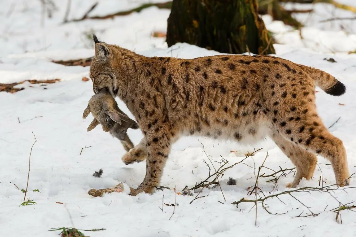 Для чего у рыси на ушах кисточки и как они помогают им в жизни?