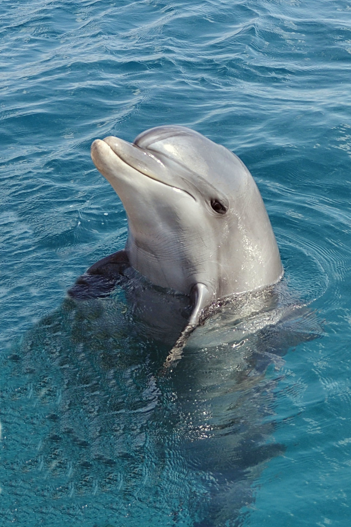 Какие животные. Интеллект: какие виды животных самые умные и почему?