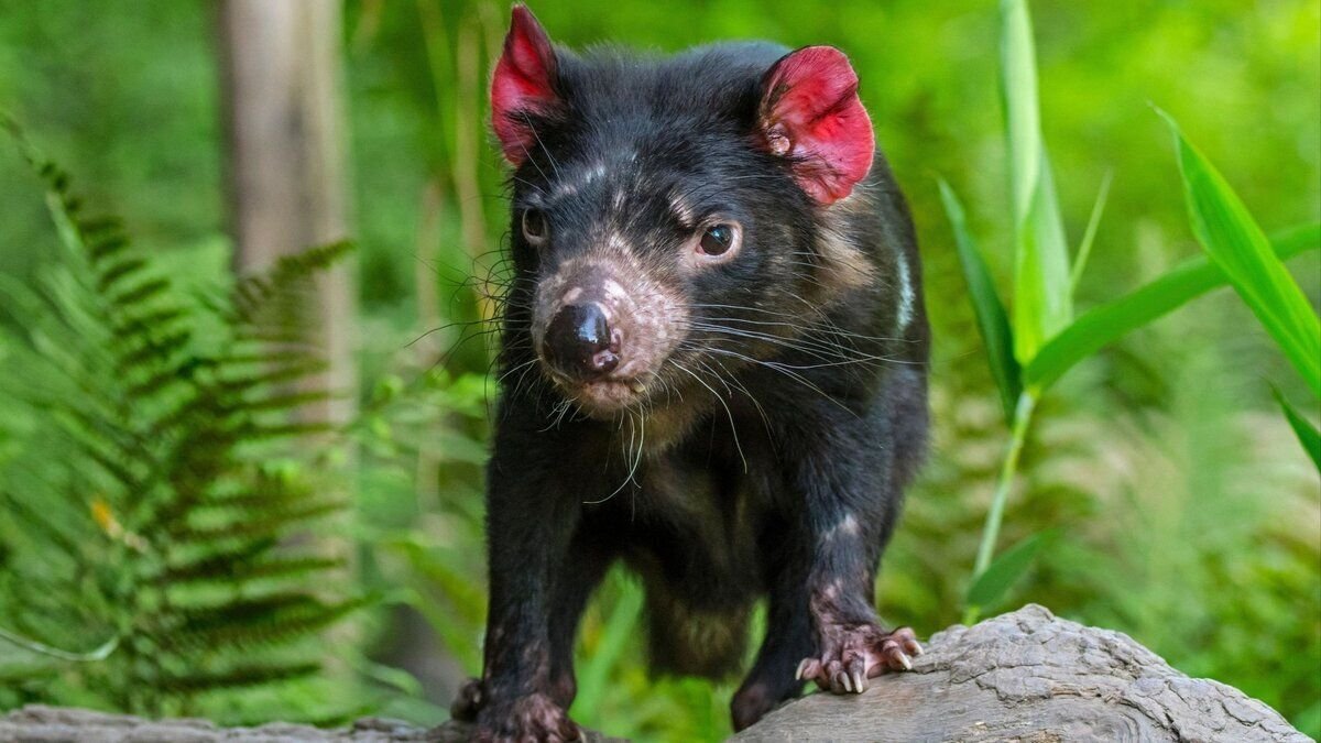 Кризис биоразнообразия: почему мы должны сохранять разнообразие живых организмов и как это сделать