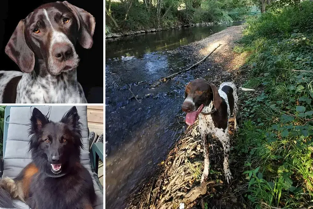 Несколько собак умерли после того, как съели отравленные фрикадельки во Франции!