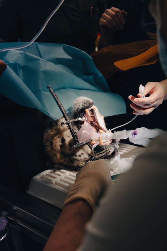 Снежный барс посетил дантиста в Финляндии