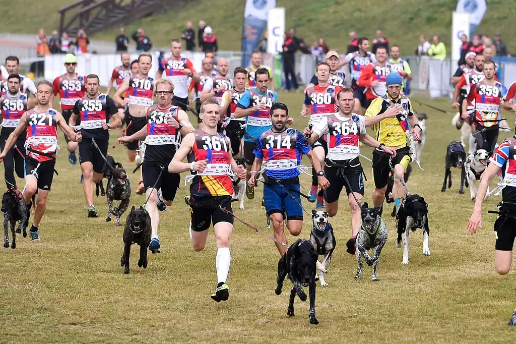 Несколько собак умерли после того, как съели отравленные фрикадельки во Франции!